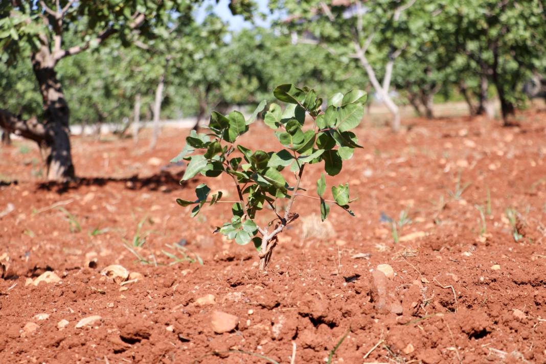 Antep Fıstığında Hasat Nasıl Oldu Da Bir Ay Öne Çekildi! O Türe Bahçe Sahibinin Soyismi Verildi 2